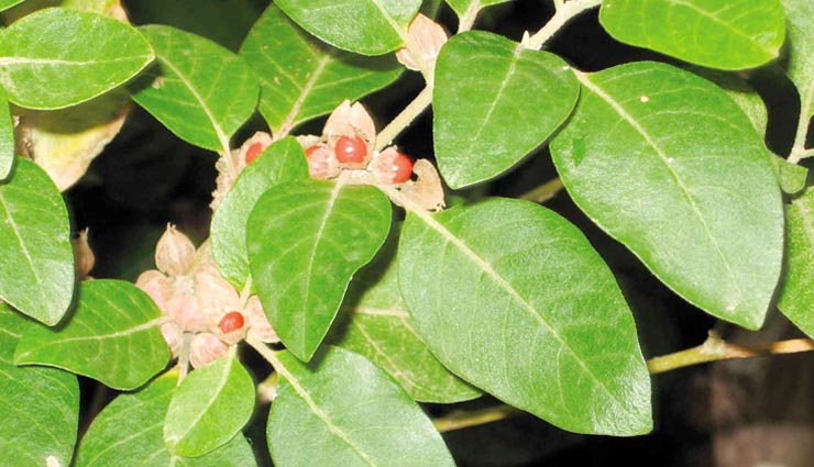 plants makes you rich,astrology tips