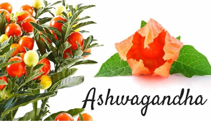 health benefits,amazing benefits of ashwagandha,healthy living,Health tips