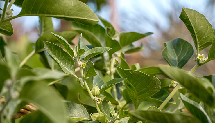 ashwagandha,health benefits of ashwagandha,ashwagandha benefits,Health tips,fitness tips