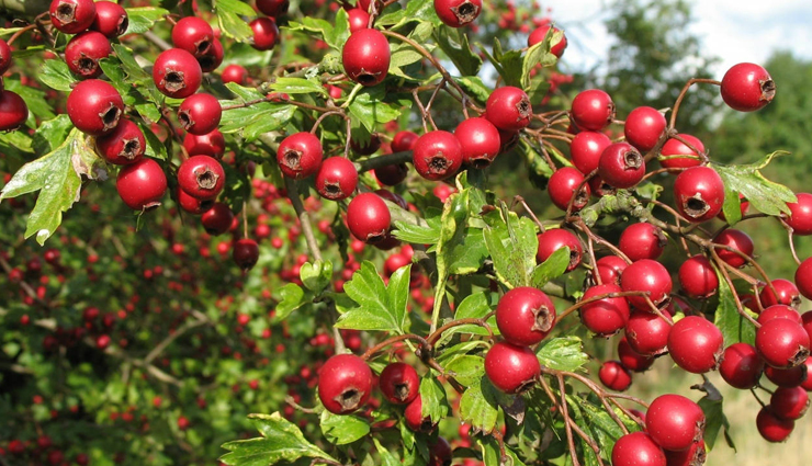 beauty tips,5 ayurvedic ways to stop hair fall,ayurvedic ingredients to stop hair fall,hair fall treatment with ayurved,ayurvedic treatment,treating hair fall