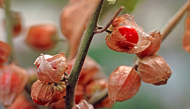 5 Reasons Why Ashwagandha is Best Suitable For Good Health