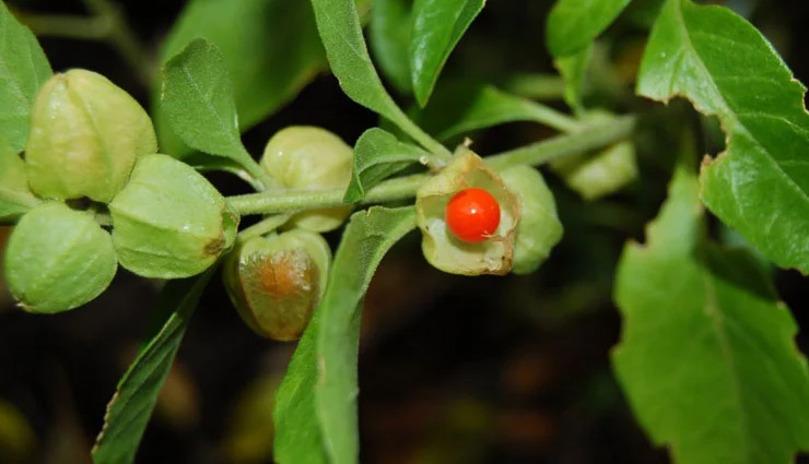 ashwagandha tea,ashwagandha health benefits,winter season ashwagandha tea,ayurveda,ashwagandha benefits,Health,Health tips