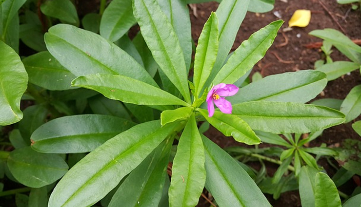 5 Amazing Health Benefits of Ashwagandha
