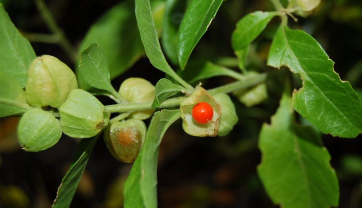 health benefits,Health tips,latest news in hindi,healthy living