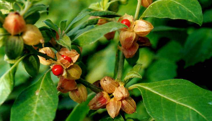 Health tips,healthy living,eating this plant can help you fight 3 major disease,health benefits of eating ashwangandha,ashwagandha fights 3 major health diseases,health benefits of eating ashwagandha,how ashwagandha is good for health