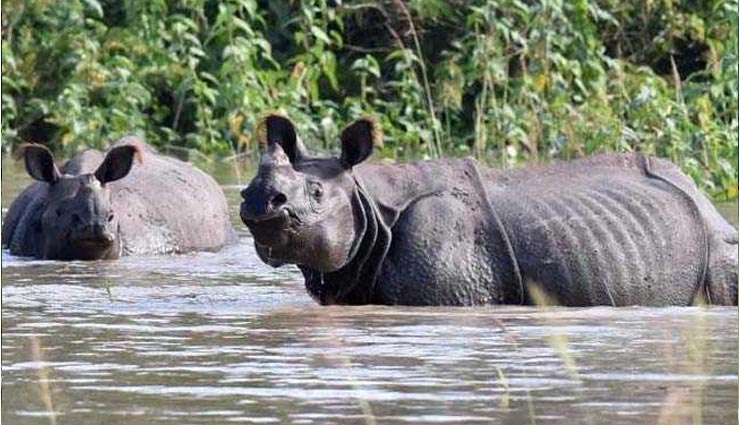assam,flood,brahmaputra river,kaziranga national park