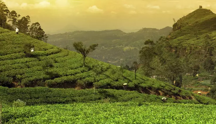tea estates in india,beautiful tea estates,top tea estates,visit tea estates,best tea plantations