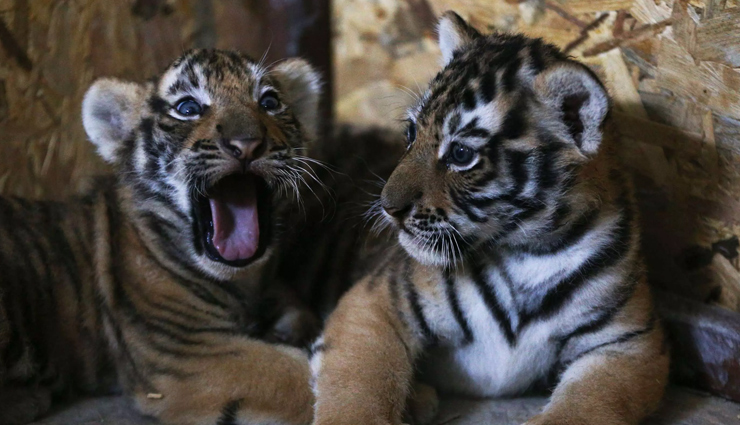 largest zoos of india,holidays,travel,tourism