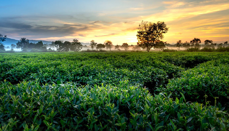 tea estates in assam,assam tea gardens to visit,popular tea estates assam,cultural significance assam tea,economic impact assam tea gardens,tea cultivation in assam,assam tea industry,sustainable tea estates assam,organic tea gardens assam,eco-friendly tea farms assam,ethical tea cultivation assam,must-visit tea estates in assam,top tea gardens in assam,guide to assam tea estates,touring assam tea plantations