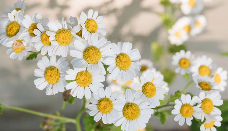 home remedies for asthma,natural asthma treatment,asthma relief at home,best home remedies for asthma,herbal remedies for asthma,how to cure asthma naturally,ayurvedic remedies for asthma,asthma management tips,breathing exercises for asthma,essential oils for asthma,diet for asthma patients,natural ways to treat asthma,homeopathy for asthma,wheezing relief home remedies,asthma attack prevention tips