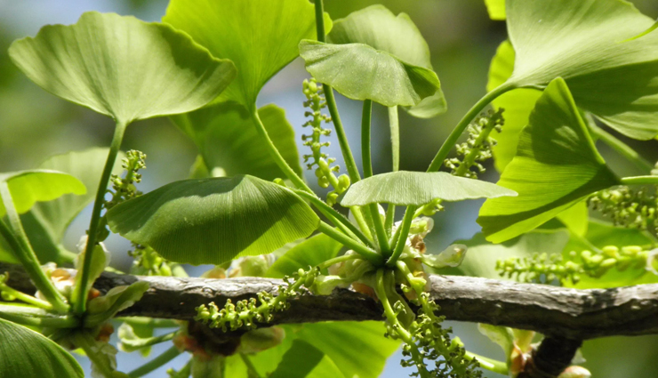 home remedies for asthma,natural asthma treatment,asthma relief at home,best home remedies for asthma,herbal remedies for asthma,how to cure asthma naturally,ayurvedic remedies for asthma,asthma management tips,breathing exercises for asthma,essential oils for asthma,diet for asthma patients,natural ways to treat asthma,homeopathy for asthma,wheezing relief home remedies,asthma attack prevention tips