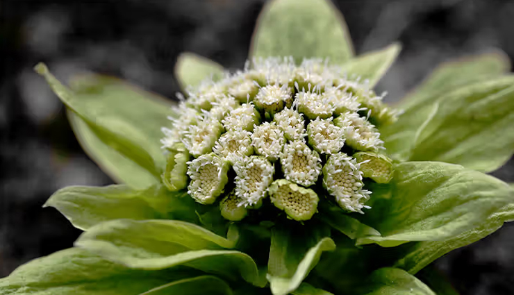 home remedies for asthma,natural asthma treatment,asthma relief at home,best home remedies for asthma,herbal remedies for asthma,how to cure asthma naturally,ayurvedic remedies for asthma,asthma management tips,breathing exercises for asthma,essential oils for asthma,diet for asthma patients,natural ways to treat asthma,homeopathy for asthma,wheezing relief home remedies,asthma attack prevention tips