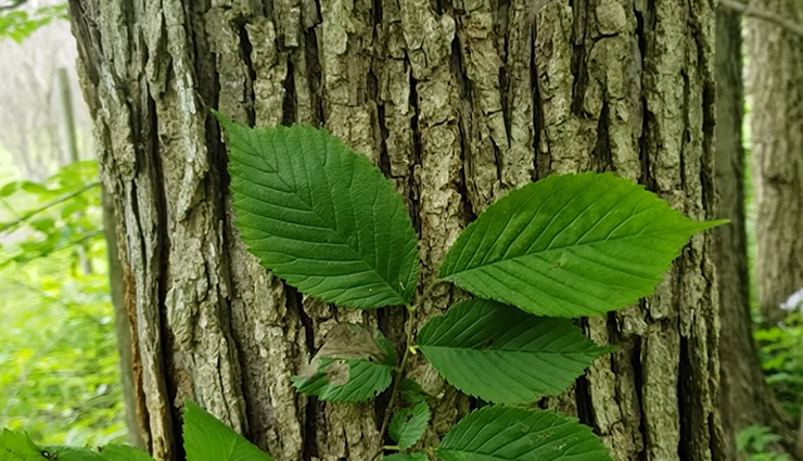 home remedies for asthma,natural asthma treatment,asthma relief at home,best home remedies for asthma,herbal remedies for asthma,how to cure asthma naturally,ayurvedic remedies for asthma,asthma management tips,breathing exercises for asthma,essential oils for asthma,diet for asthma patients,natural ways to treat asthma,homeopathy for asthma,wheezing relief home remedies,asthma attack prevention tips