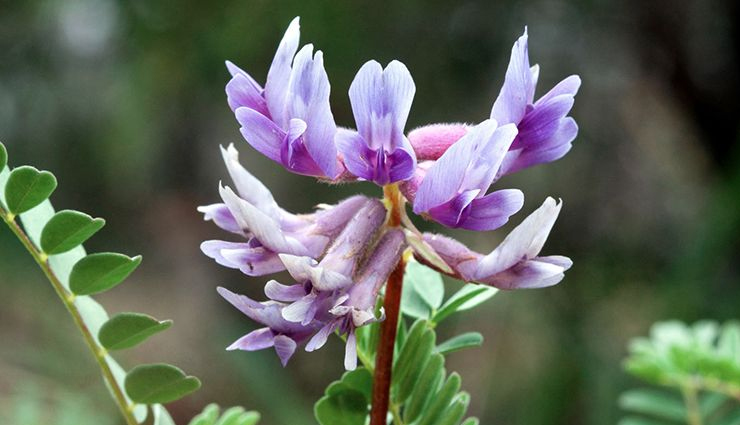 high cholesterol,remedies for high cholesterol,high cholesterol treatment,Health,Health tips,cholesterol