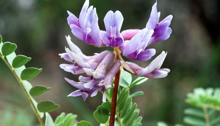 boost your immune system,natural ways to boost your immune system,immune system,immunity,coronavirus,Health,Health tips