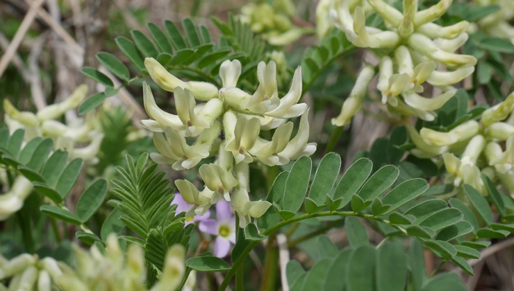 astragalus health benefits,astragalus immune booster,astragalus for energy,astragalus herb uses,astragalus root benefits,astragalus for heart health,astragalus for inflammation,astragalus for kidney function,astragalus antioxidants,astragalus traditional chinese medicine,astragalus supplements,astragalus for respiratory health,astragalus adaptogen