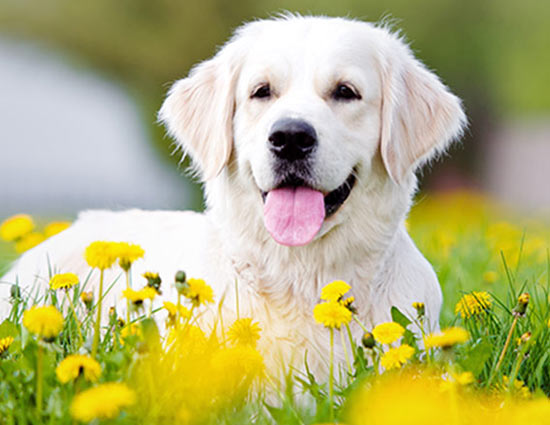 कुत्ता भी खोलता है शगुन-अपशगुन के कई राज, जाने