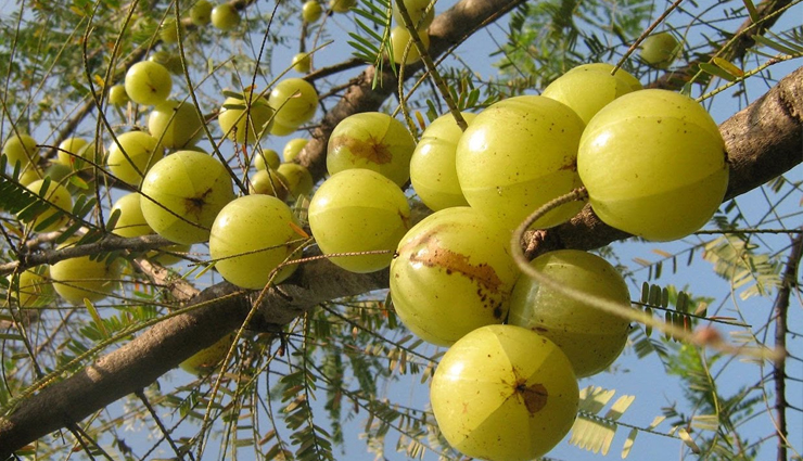 astrology benefits of planting aamla tree at home,astrology tips in hindi,aamle ka ped