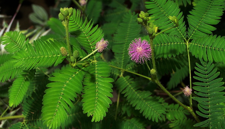 astrology behind chui mui ka paudha,astroogy tips in hindi,chui mui ke padhe ke chamtkarik fayde