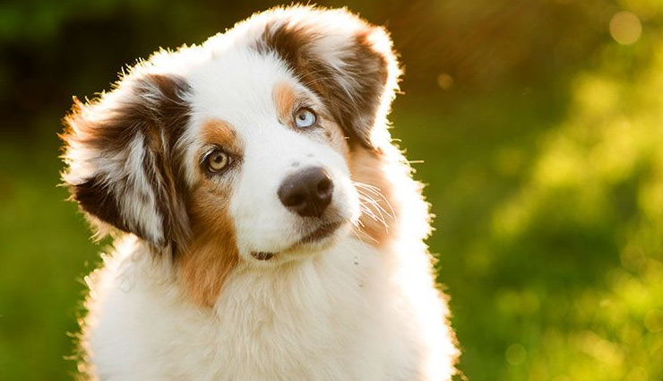 astrology tips,astrology tips for dogs,dogs astrology