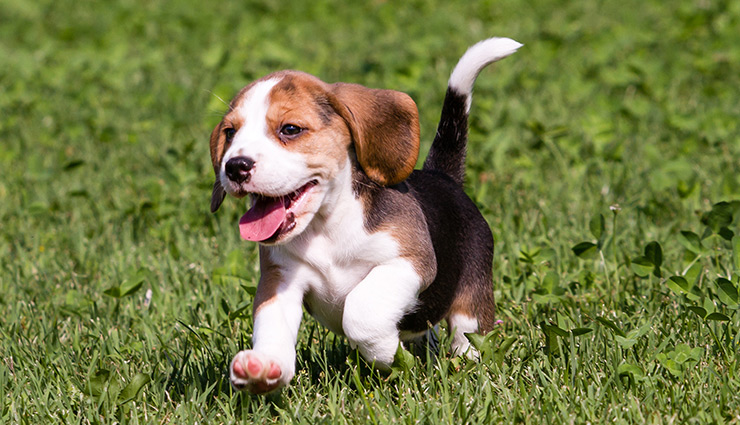 astrology tips,astrology tips for dogs,dogs astrology