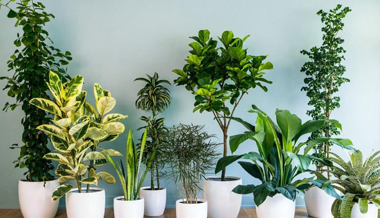 plants,vastu,simple vastu tips,vastu tips for home