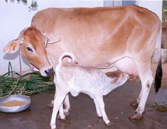 क्या आप जानतें है गाय अपनी हरकतों से हमें भविष्य में होने वाली घटनाओं के संकेत देती हैं