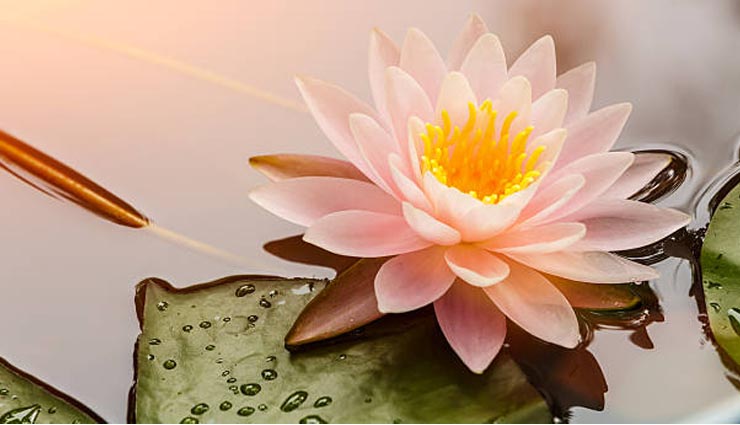 astrology facts about lotus flower,astrology tips in hindi,lotus flower,kamal ka fool