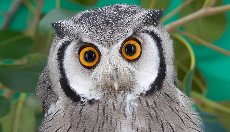 astrology related to owl,astrology tips in hindi,a strology tips,signs from owl,good signs for owl,bad signs from owl