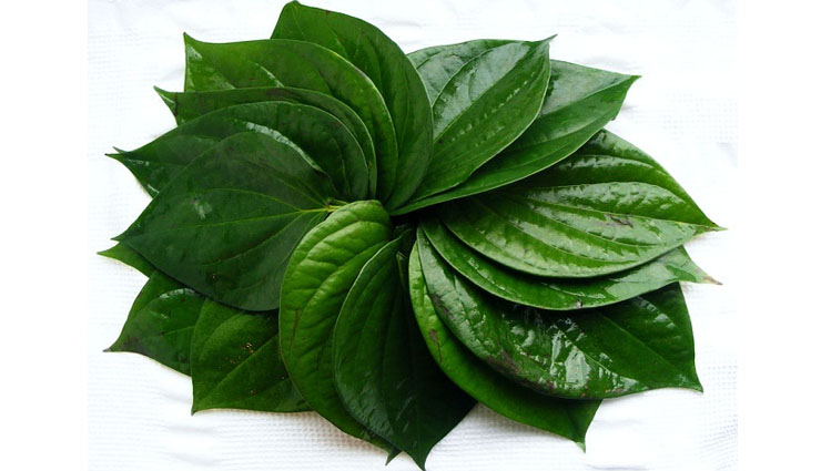 astrology benefits of paan leaf in worship,paan leaf astrology,betel leaf astrology,astrology tips