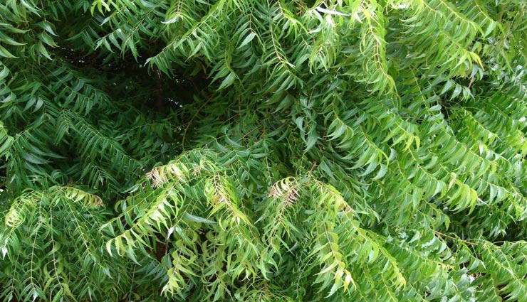 astrology tips,astrology tips in hindi,neem tree benefits