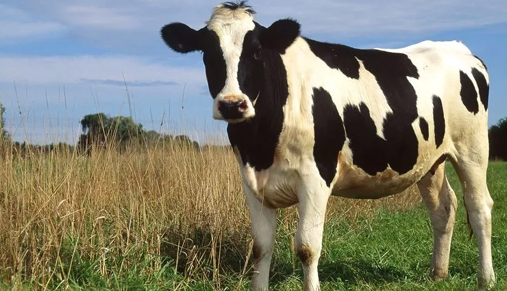 astrology tips,astrology tips for cow,cow astrology