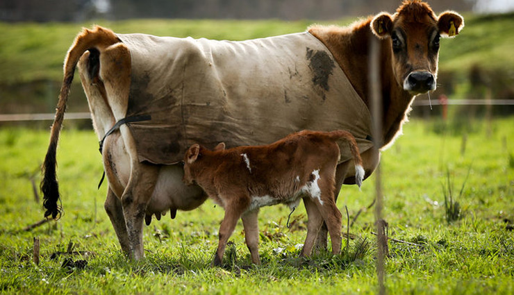 गाय के जल पीने में विघ्न डालना बनता है पाप का कारण, जानें गौ माता से जुड़े शुभ-अशुभ संकेत