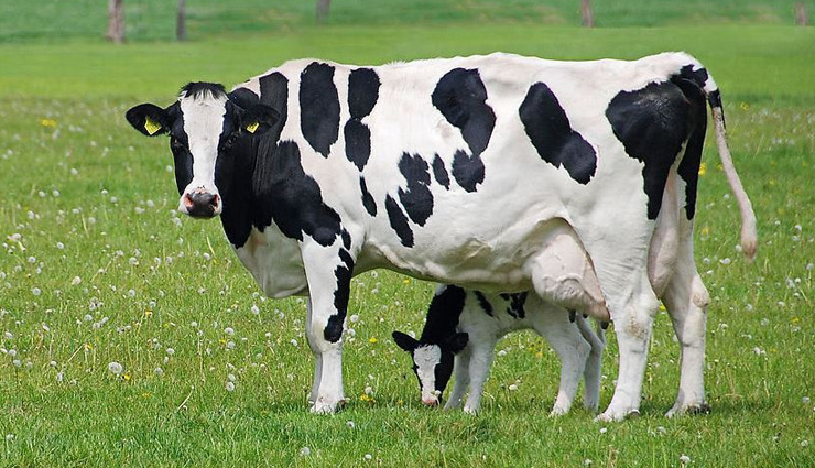 astrology tips,astrology tips for cow,cow astrology