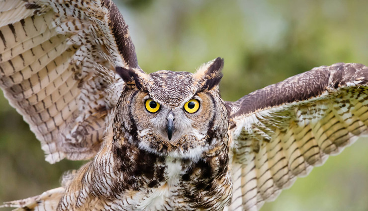 astrology tips,astrology tips for owl,owl astrology