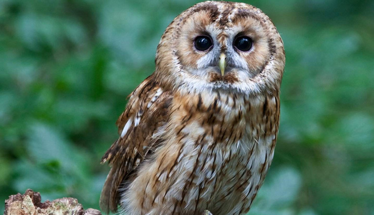 astrology tips,astrology tips for owl,owl astrology