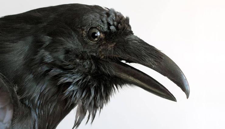 weird news,madhya pradesh,shivpuri,crows attack,crows revenge