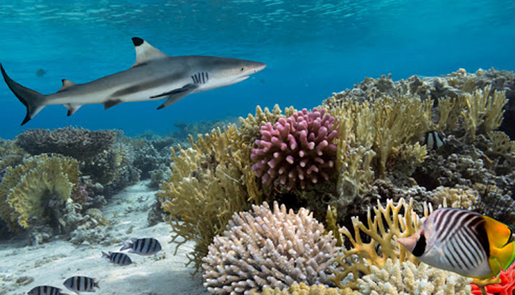 attractions of tahiti,tahiti,overwater bungalows,three waterfalls,la plage de maui,natural aquarium,museum of tahiti and her islands