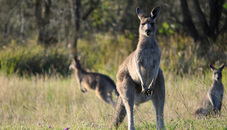 6 Exotic Wildlife You Can Get Up, Close and Personal With in Australia