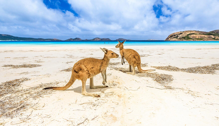 exotic wildlife,exotic wildlife in australia,australia