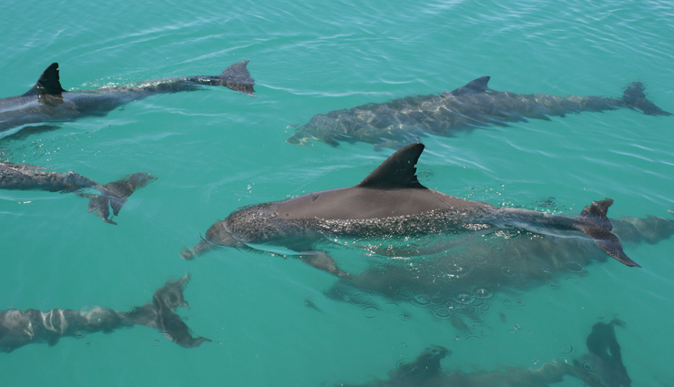 natural wonders in australia,australia,great barrier reef,12 apostles,kakadu national park,shark bay,mackenzie falls,uluru