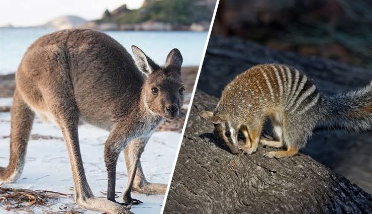 
10 weird and wonderful wildlife of Australia