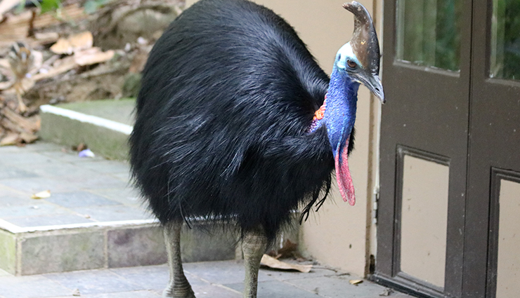 australian unique wildlife,bizarre wildlife australia,unusual animals down under,extraordinary wildlife of australia,quirky australian fauna,weird and exotic creatures australia,fascinating wildlife encounters,australias peculiar wildlife,strange animals of the land down under,astonishing australian fauna