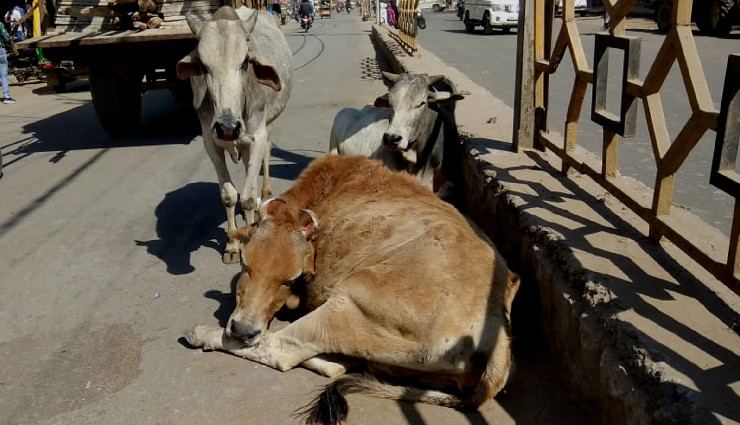 राजस्थान की सड़कों से हटेंगे आवारा गौवंश, विशेष योजना पर काम कर रही सरकार