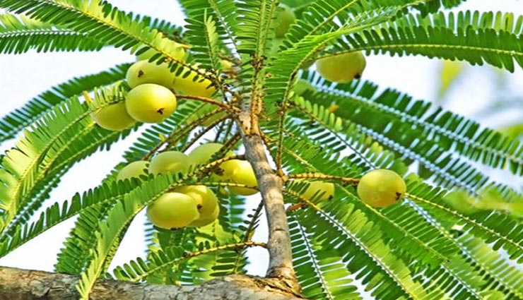 vastu tips in hindi,good luck vastu plants,vastu plants for good fortune