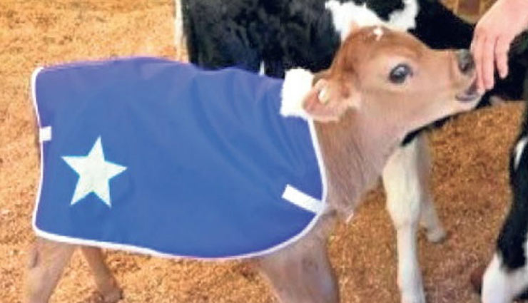 अयोध्या की गायों को ठंड से बचाने के लिए थ्री लेयर 'मखमली' कोट तैयार, साउथ के इस सुपरस्टार ने उठाया सवाल