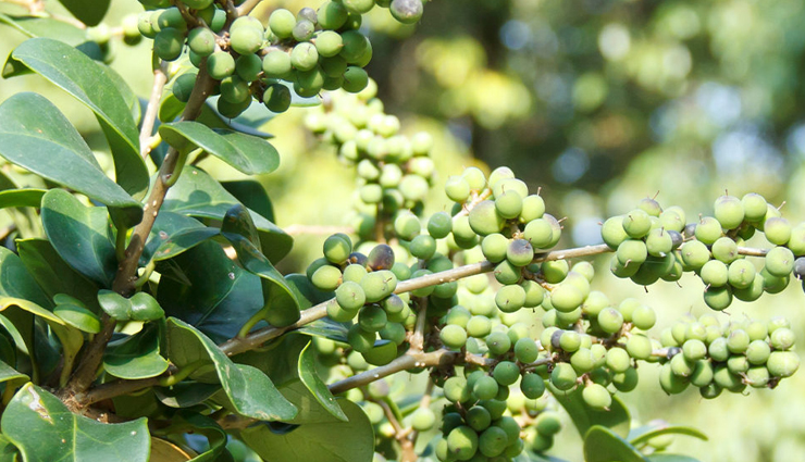 ayurvedic herbs,ayurvedic herbs to lose fat,Health tips,fitness tips