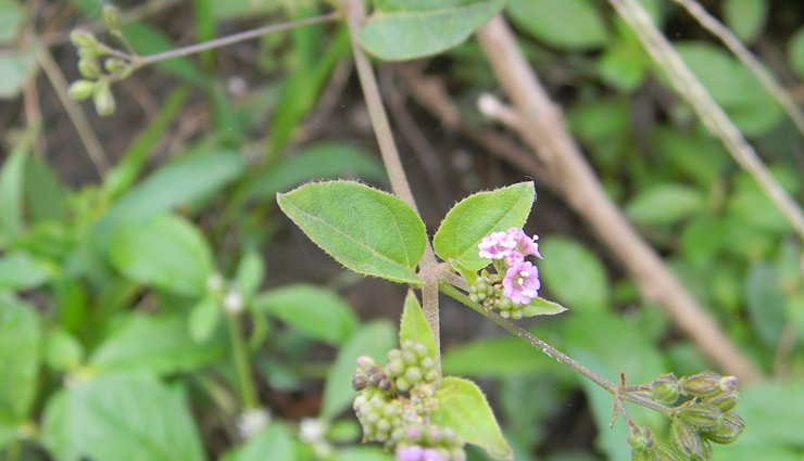 ayurvedic herbs,ayurvedic herbs to lose fat,Health tips,fitness tips