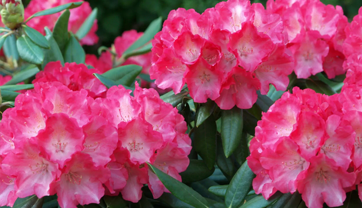 flower gift ideas for women,flowers for romantic gestures,popular flowers for girlfriends,flowers for women’s preferences,romantic floral arrangements,choosing flowers for her,flower meanings for romantic gifts,favorite flowers for female friends,flowers that women adore,symbolic flowers for romantic gifts