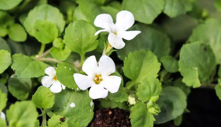 5 Benefits of Brahmi To Help You Get Good Health
